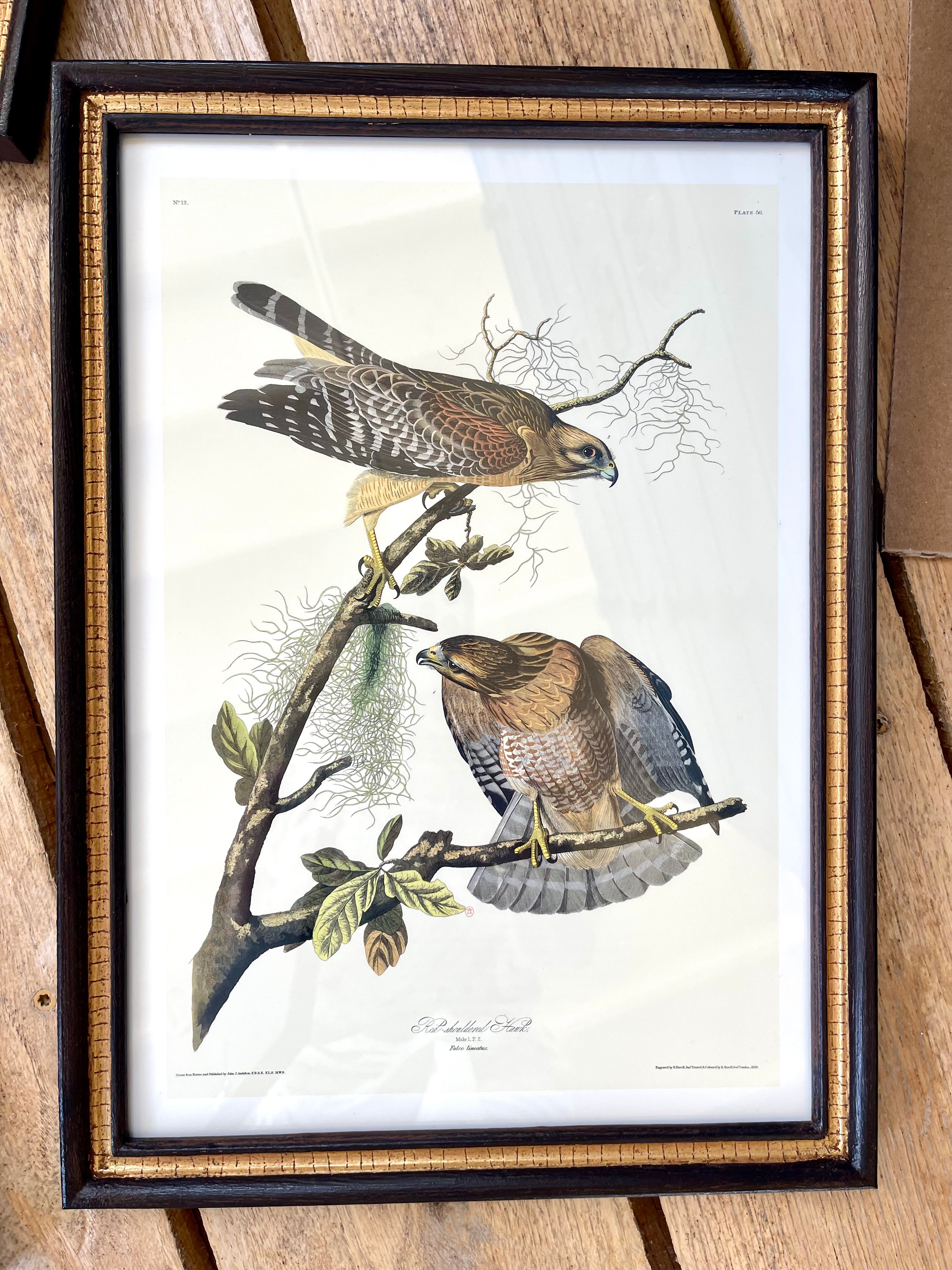 Audubon Bird Illustration - Red-shouldered Hawk