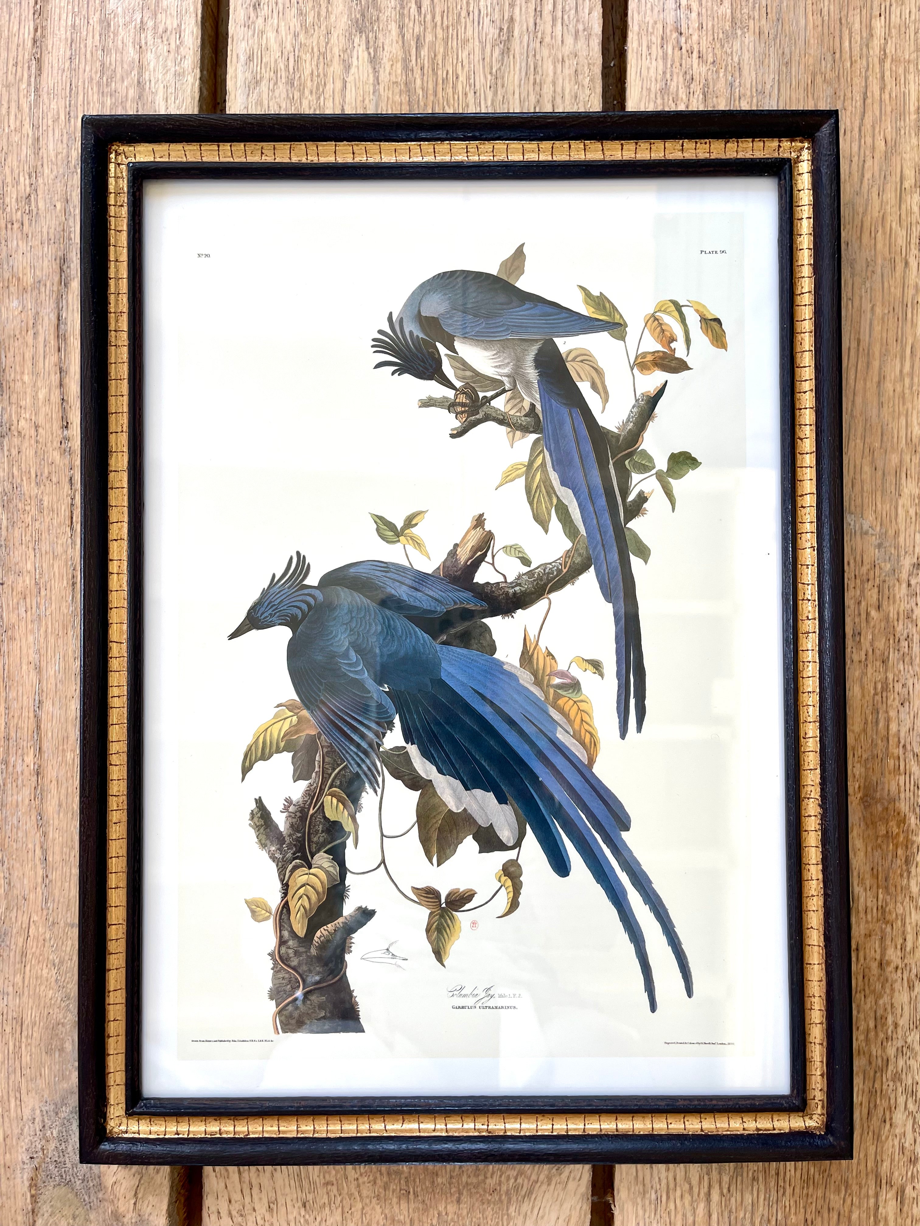 Audubon Bird Illustration - Columbia Jay