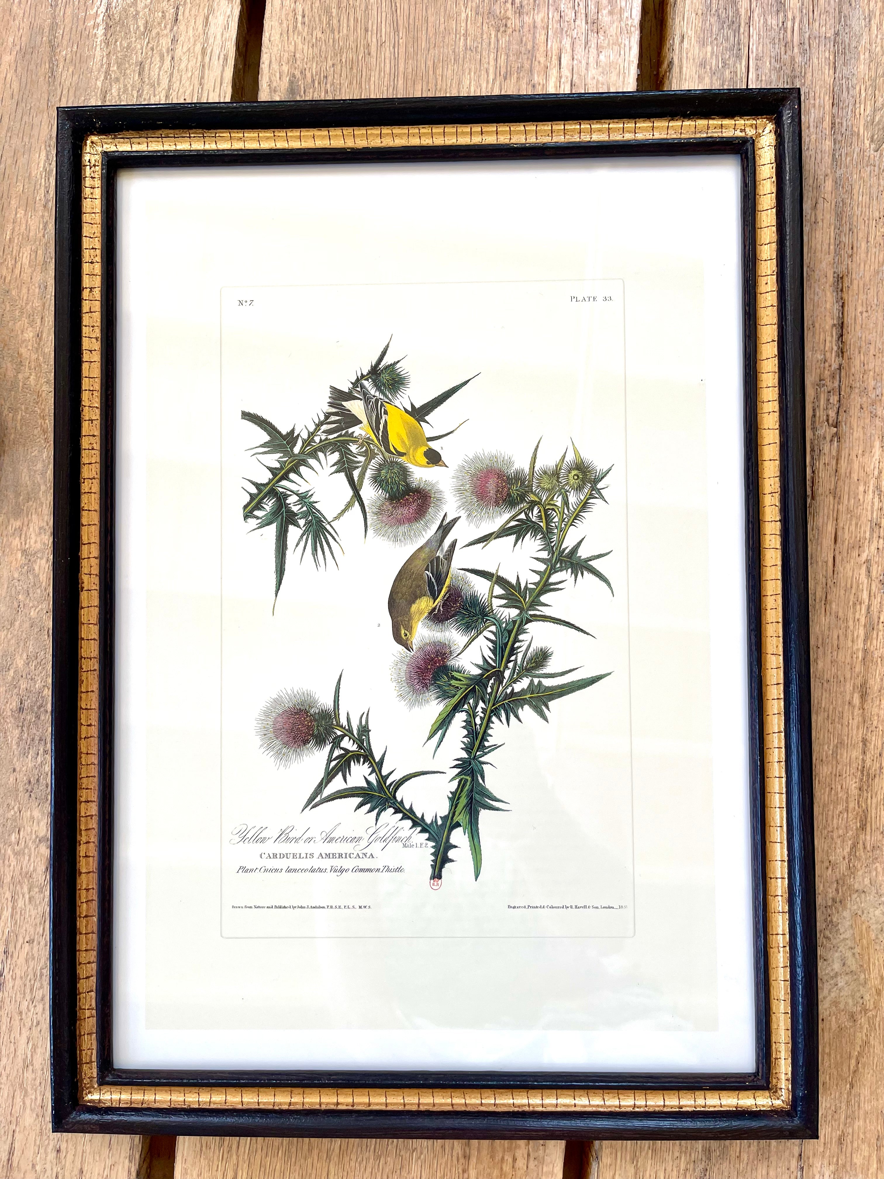 Audubon Bird Illustration - Yellow Bird or American Goldfiinch