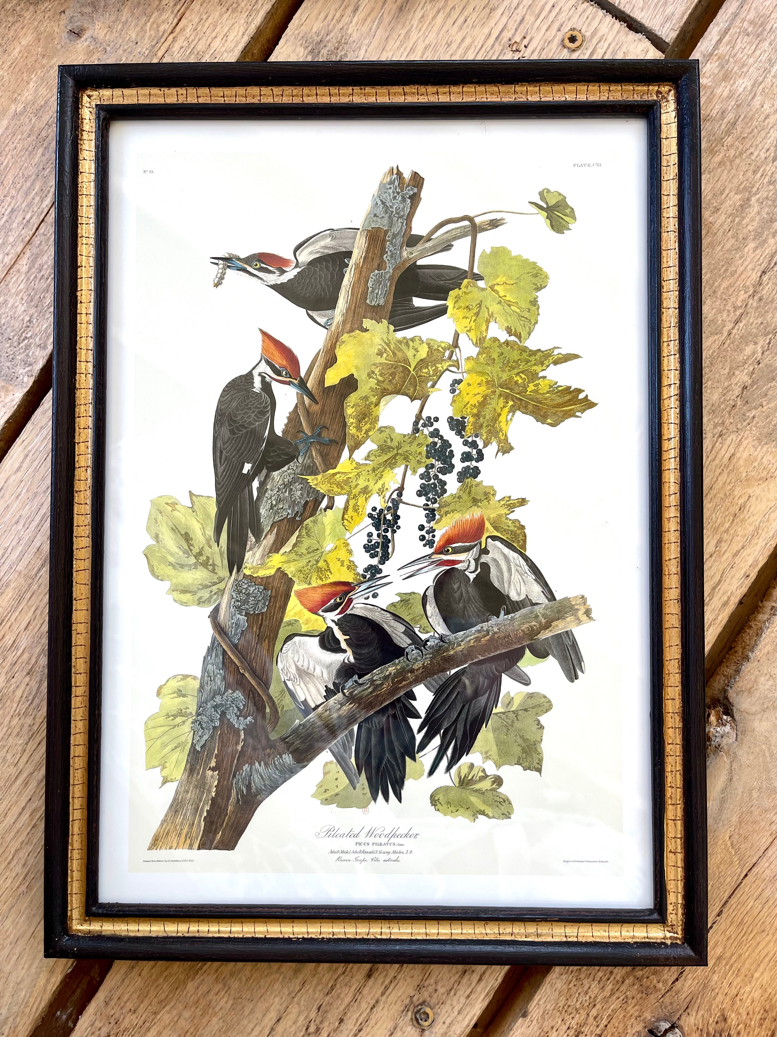 Audubon Bird Illustration - Pileated Woodpecker