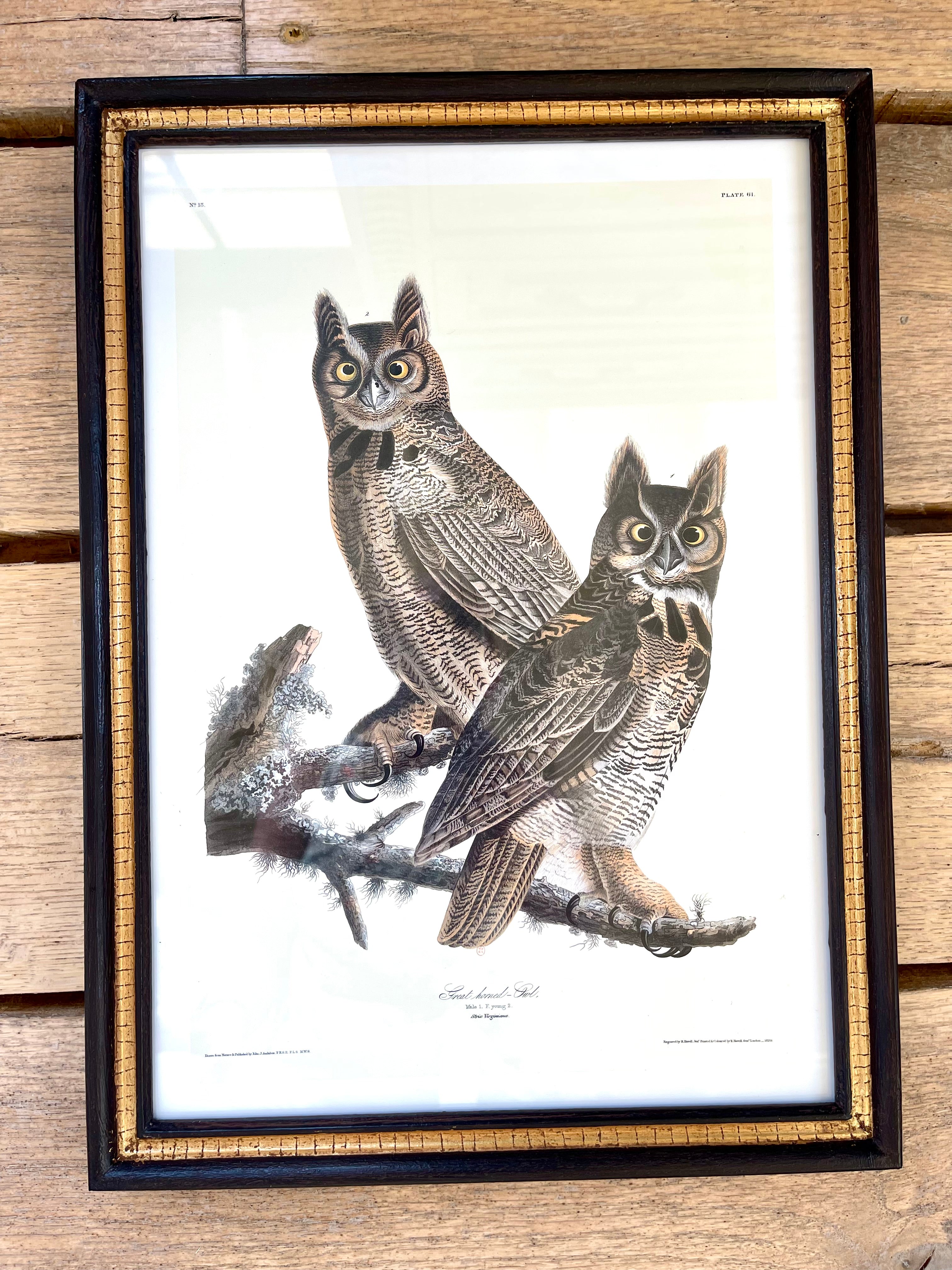 Audubon Bird Illustration - Great horned-Owl