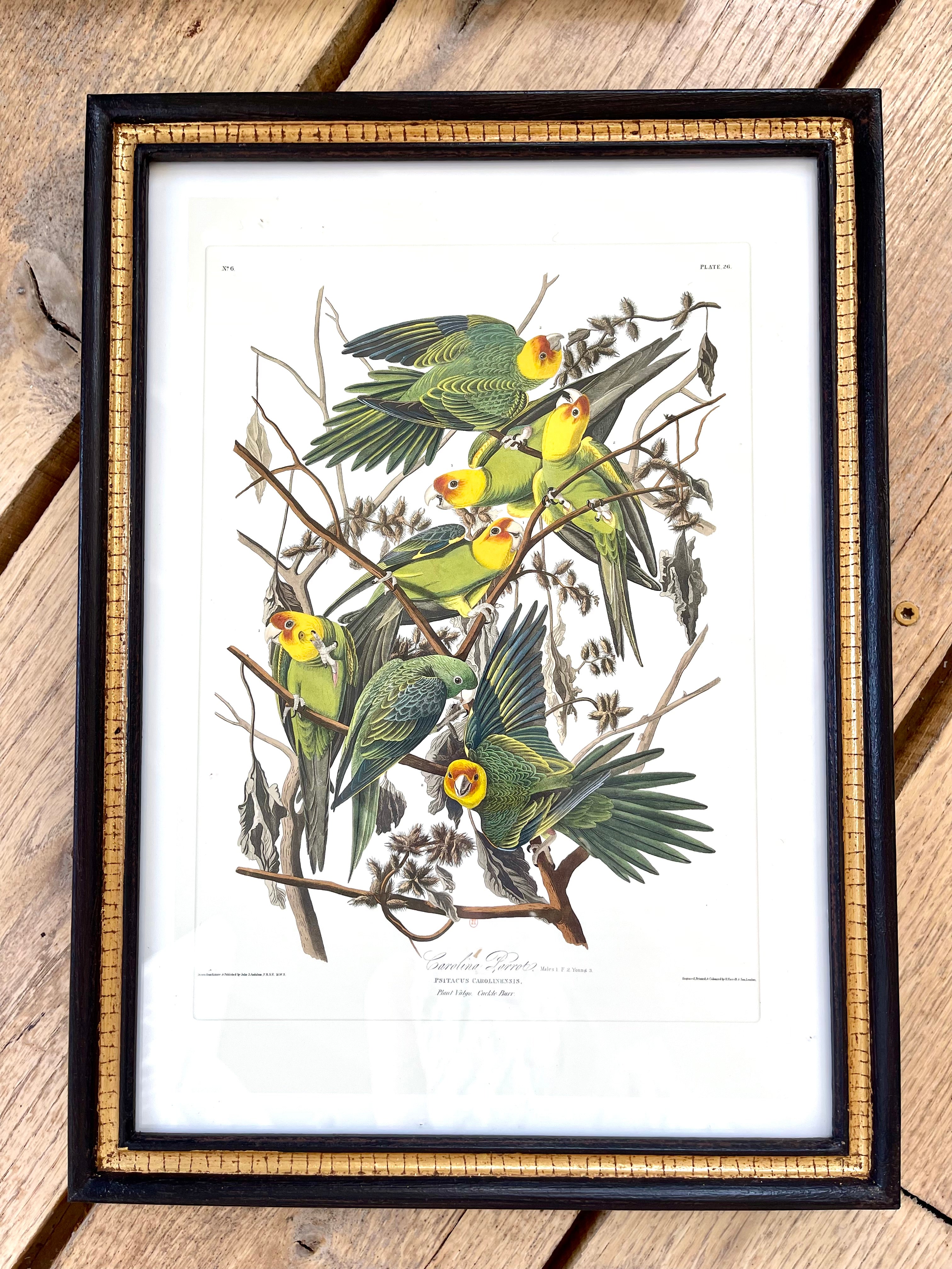 Audubon Bird Illustration - Carolina Parrot