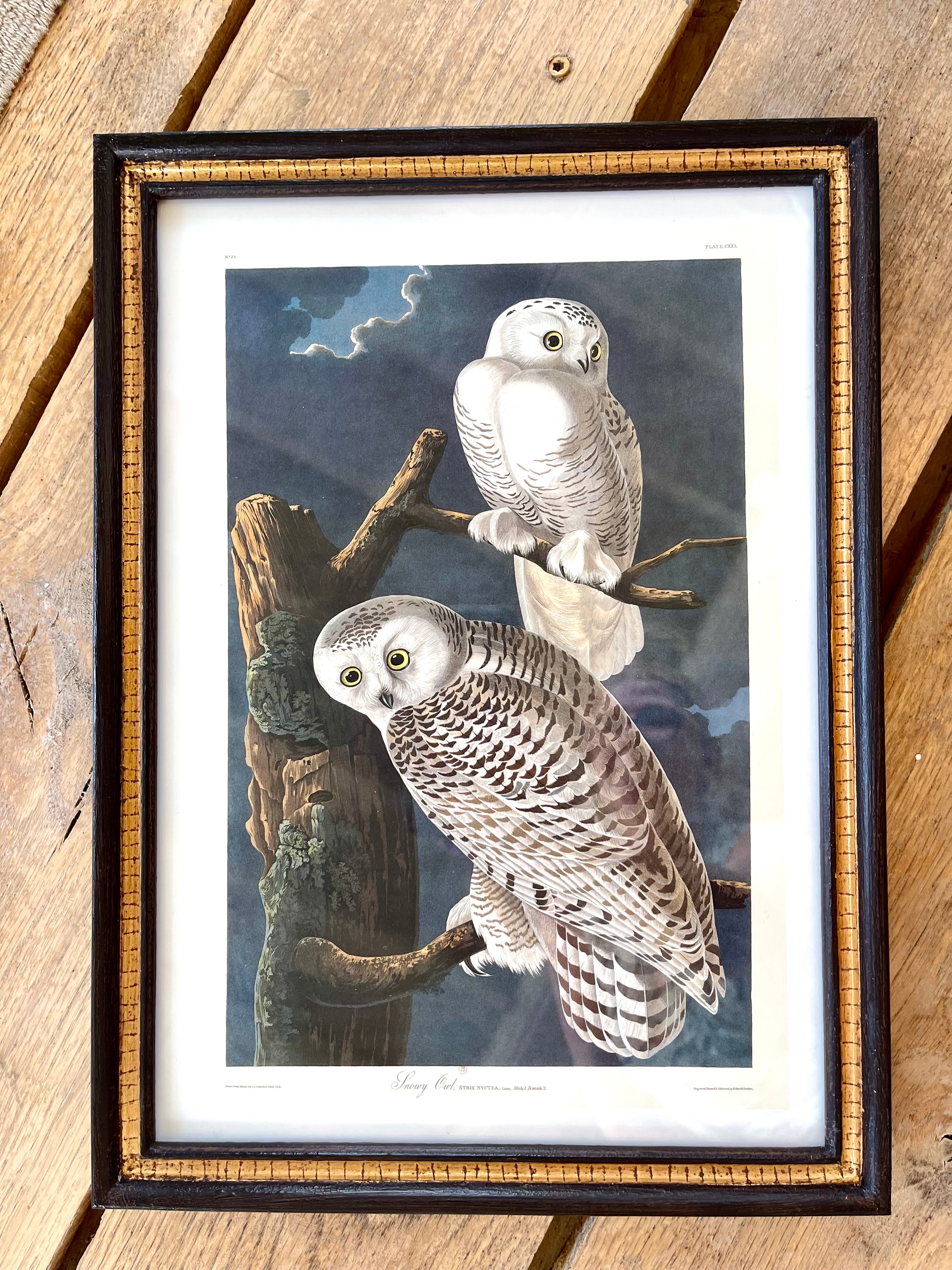 Audubon Bird Illustration - Snowy Owl