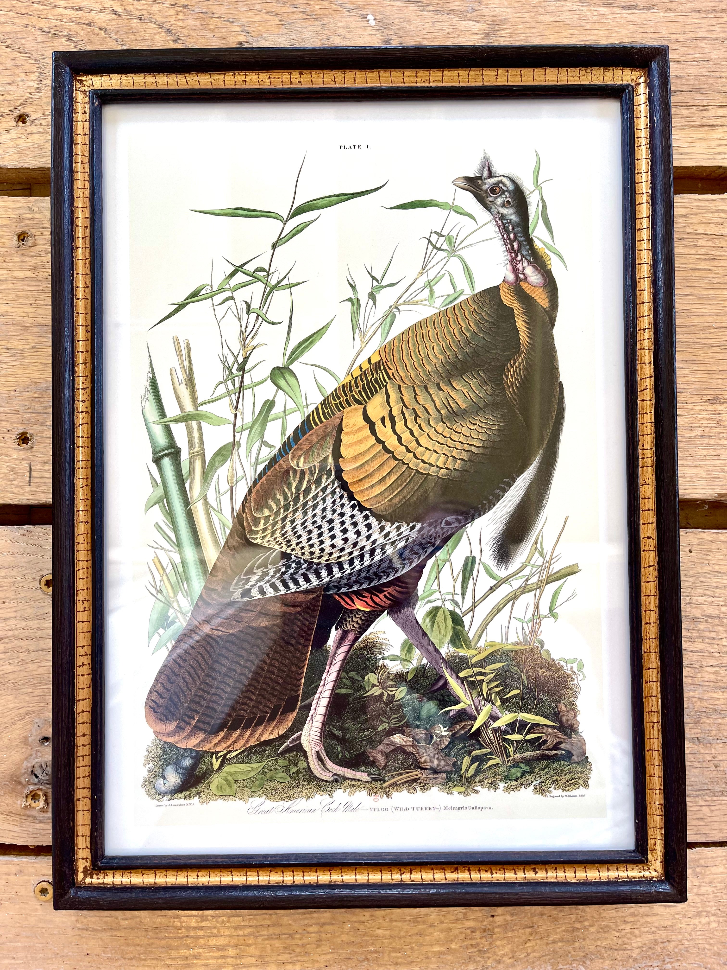 Audubon Bird Illustration - Great American Cock Male (Wild Turkey)