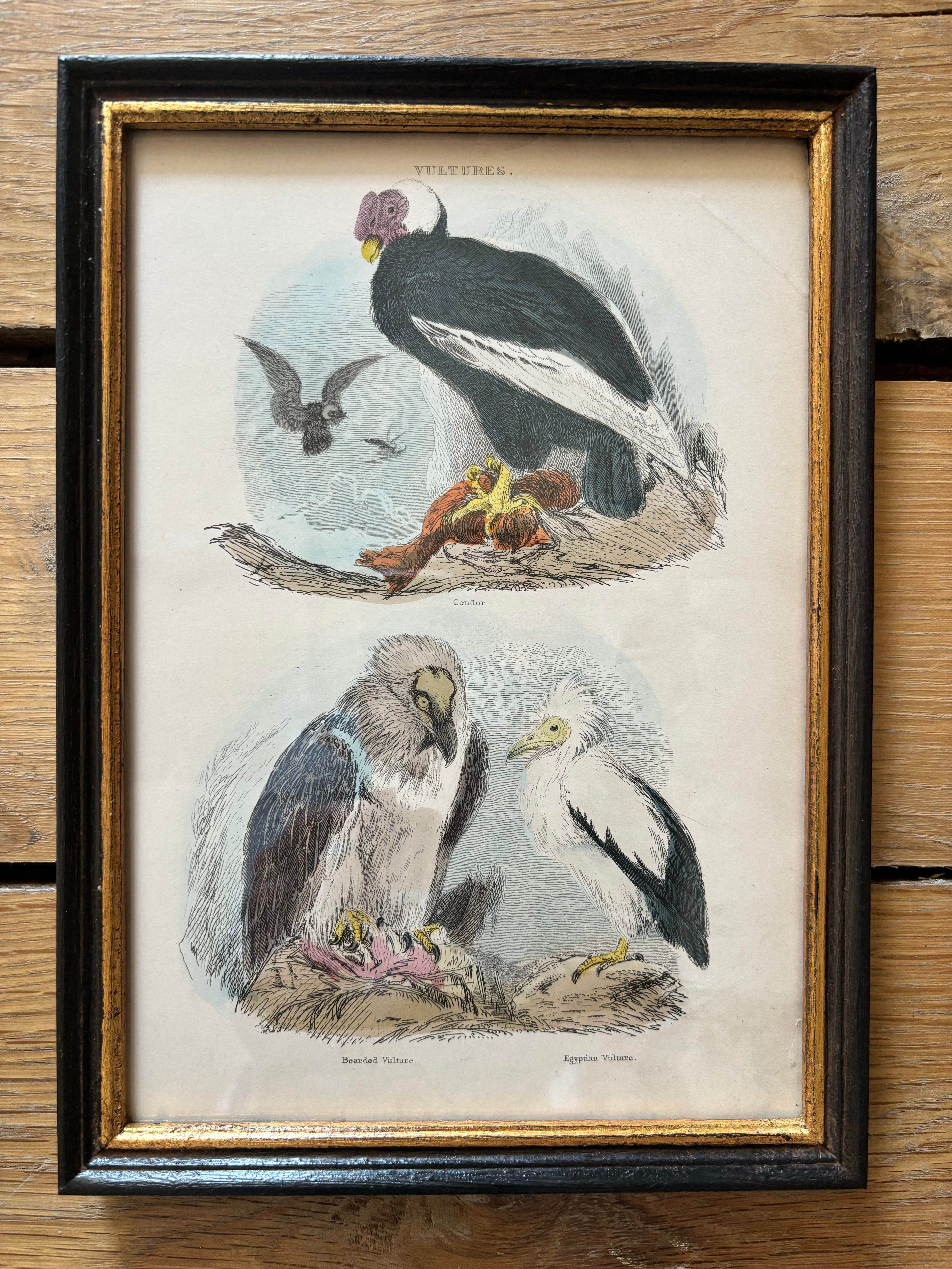 Vintage print of vultures