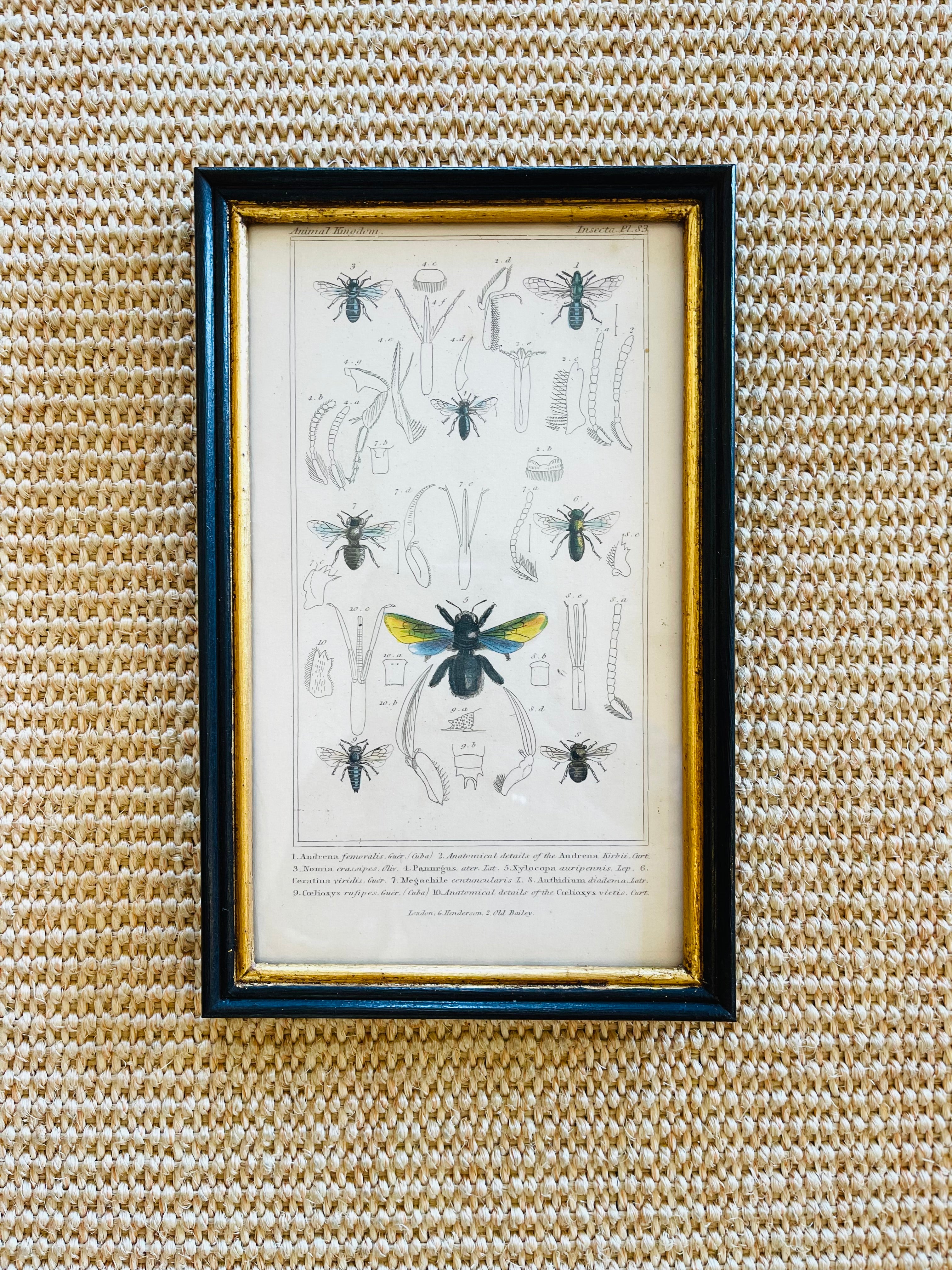 Illustrated Insects Print, Bees