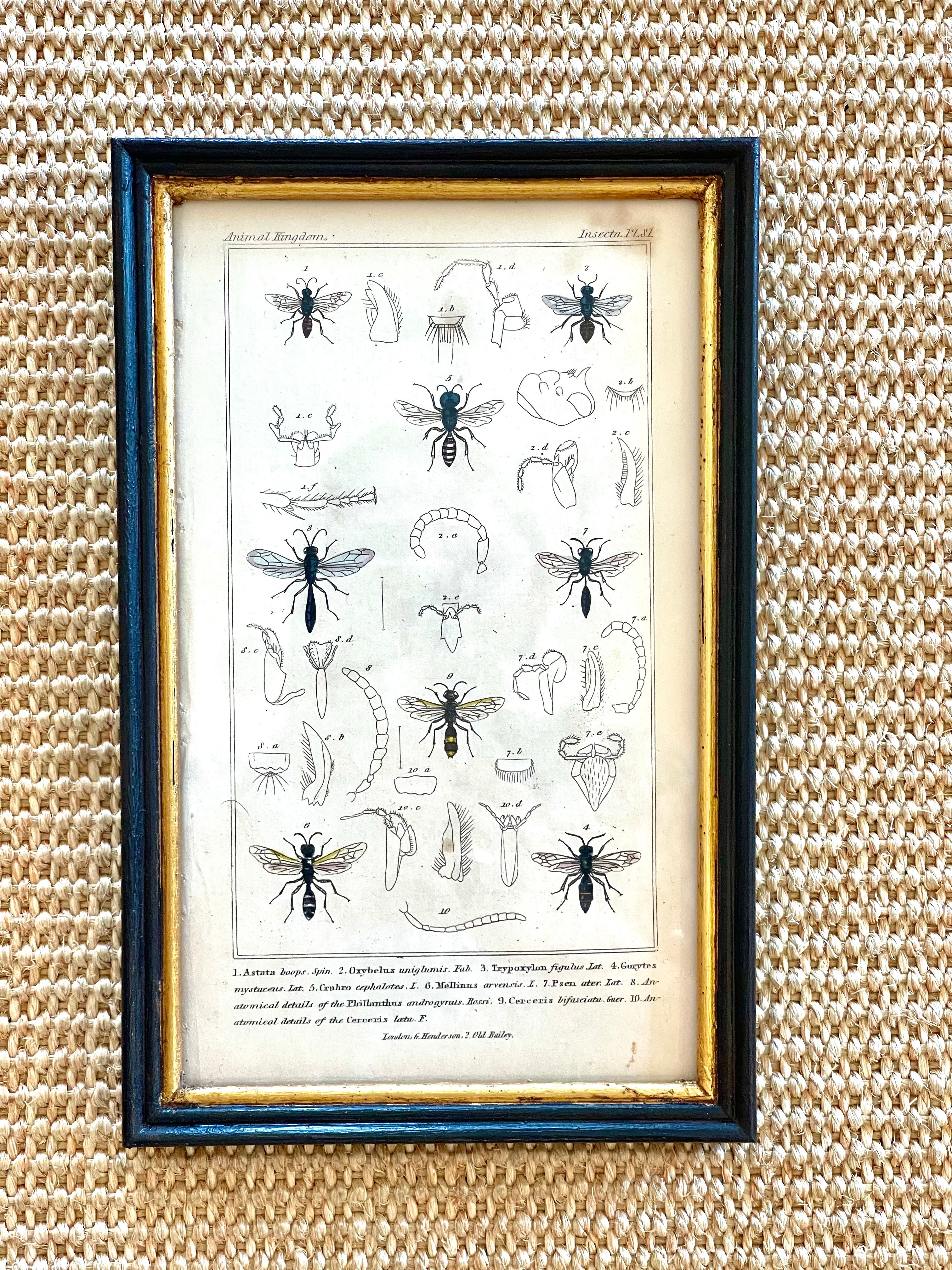 Illustrated Insects Print, Spider Hunting Wasps