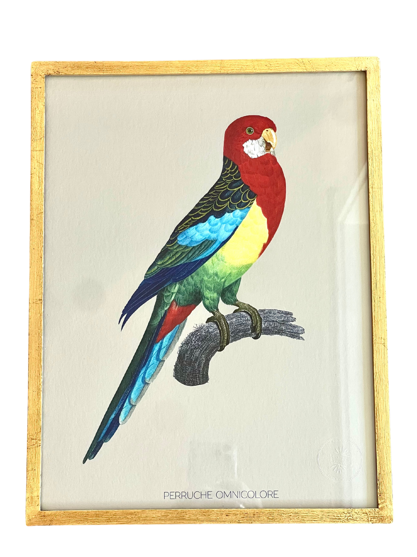 French Design Colorful Parakeet Drawing