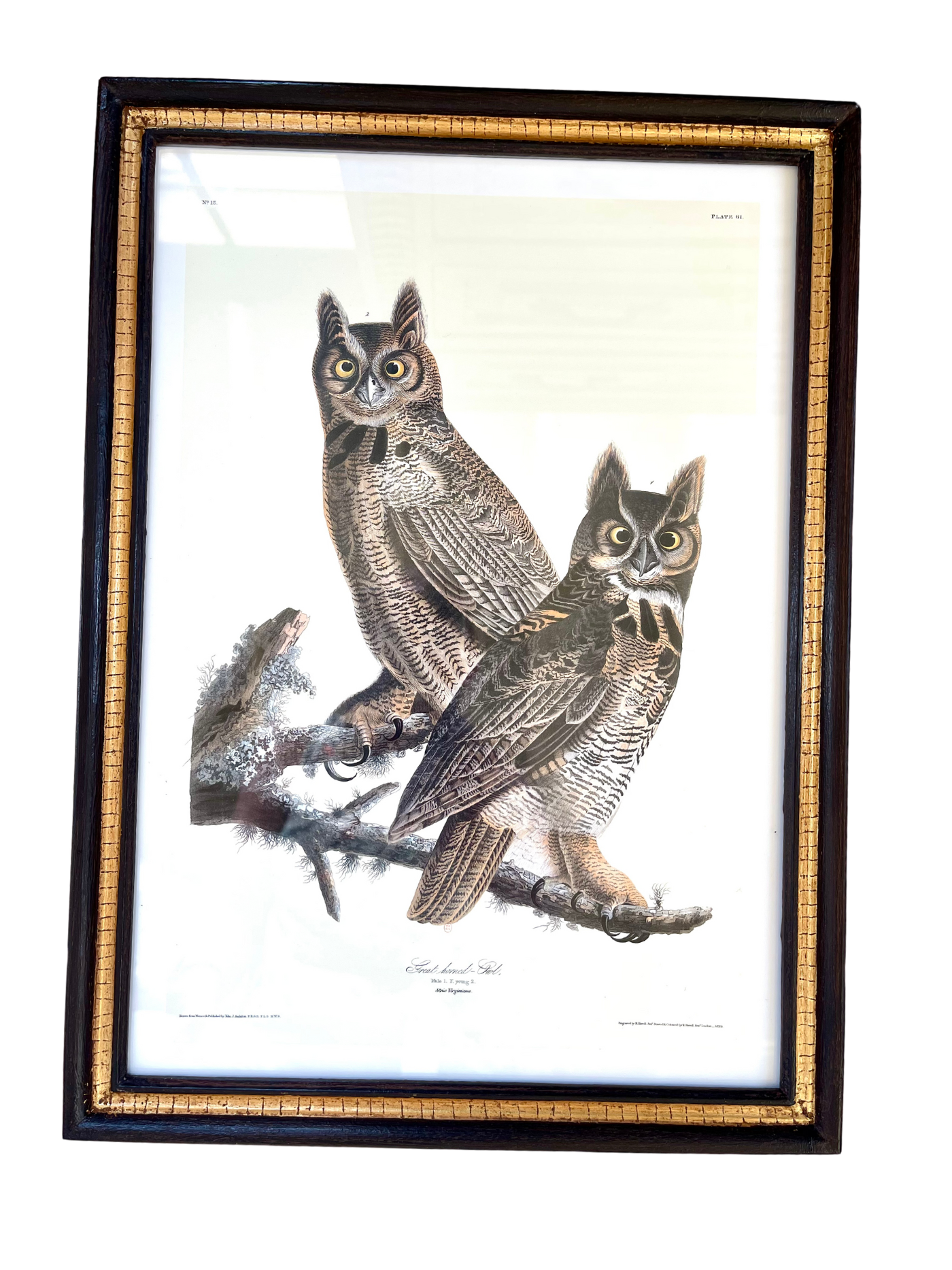 Audubon Bird Illustration - Great horned-Owl