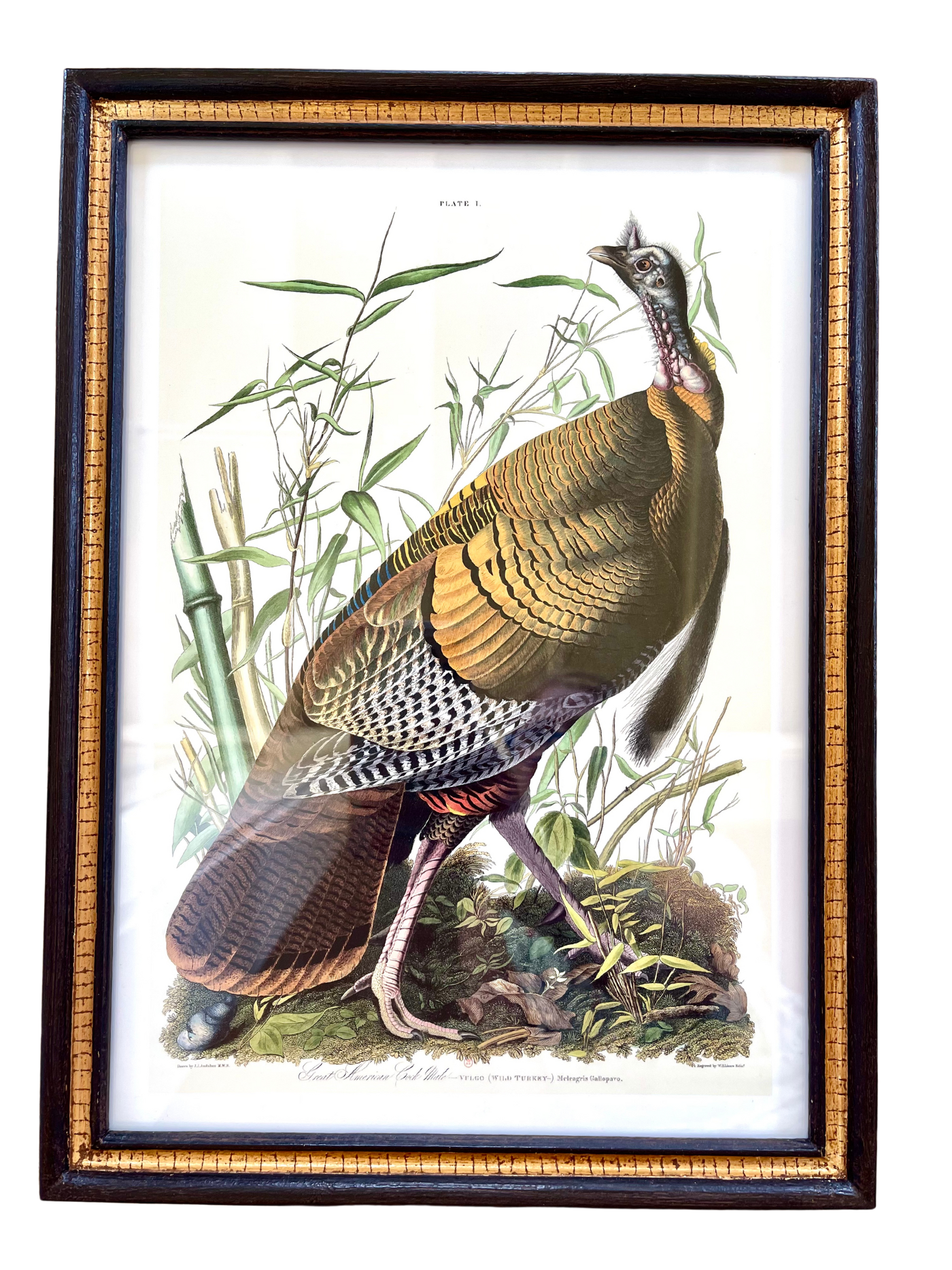 Audubon Bird Illustration - Great American Cock Male (Wild Turkey)