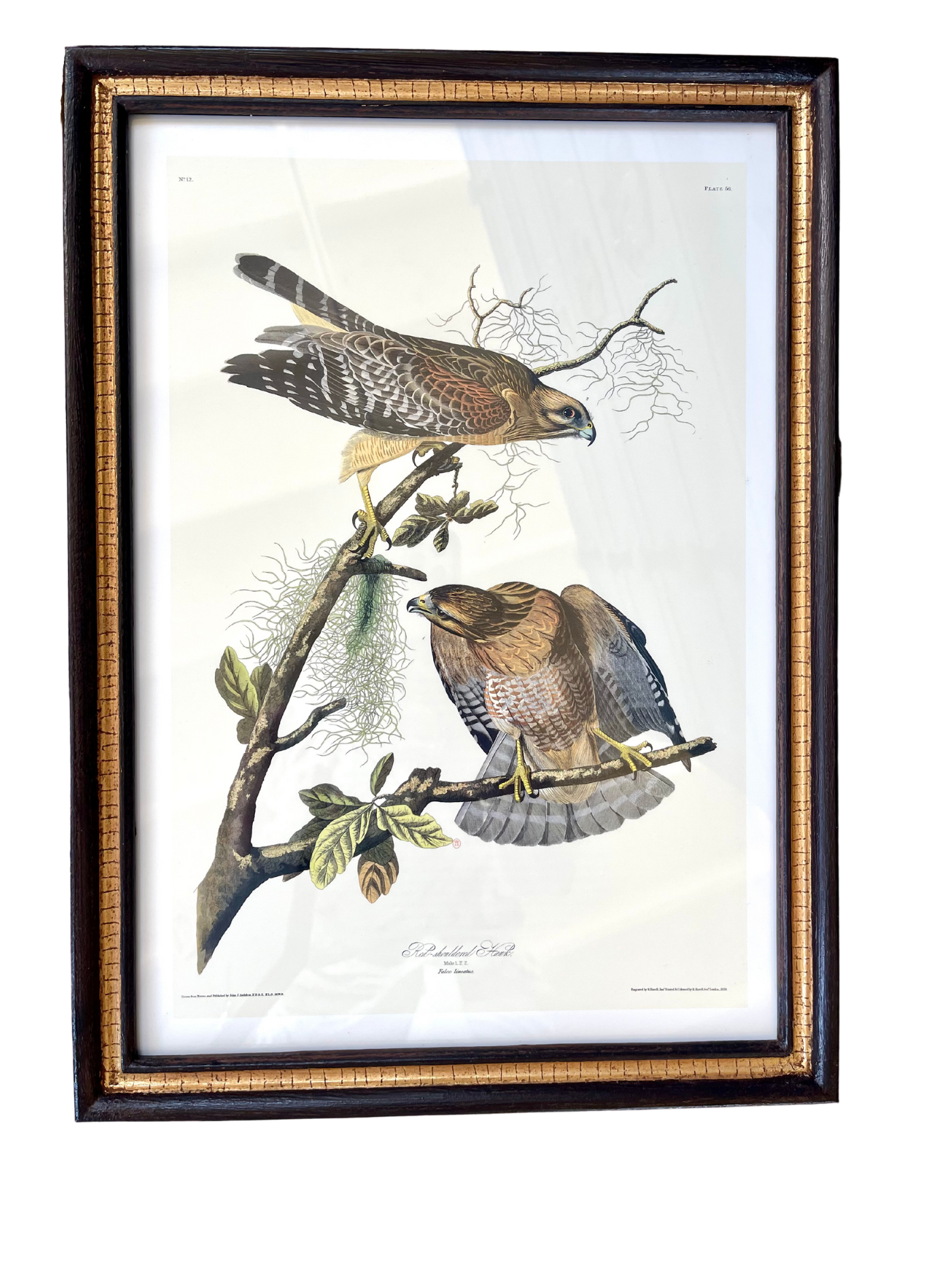 Audubon Bird Illustration - Red-shouldered Hawk