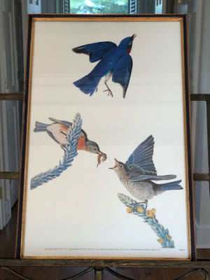 173-Audubon-Print-of-Birds-240.jpg-nggid03332-ngg0dyn-480x640x100-00f0w010c010r110f110r010t010