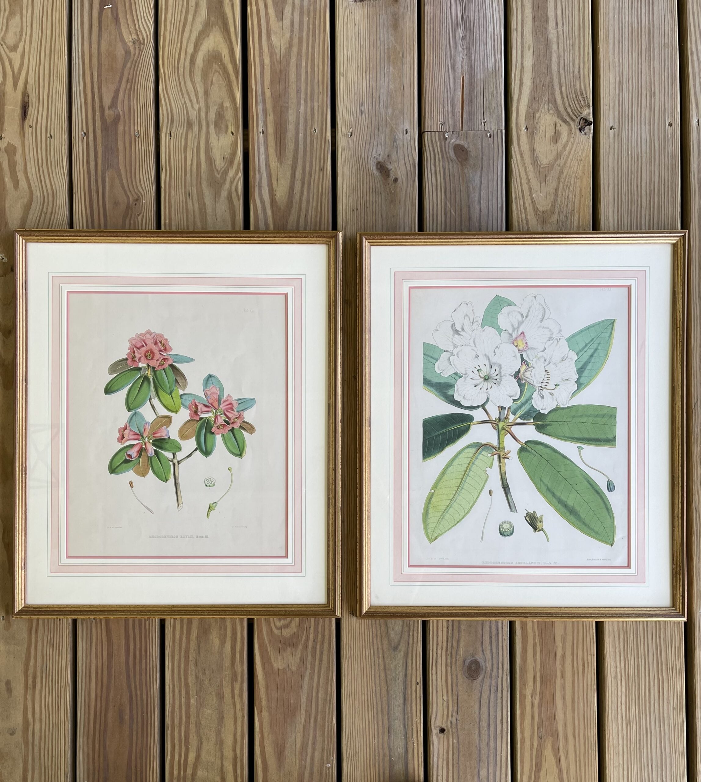 LithographsFlowers1