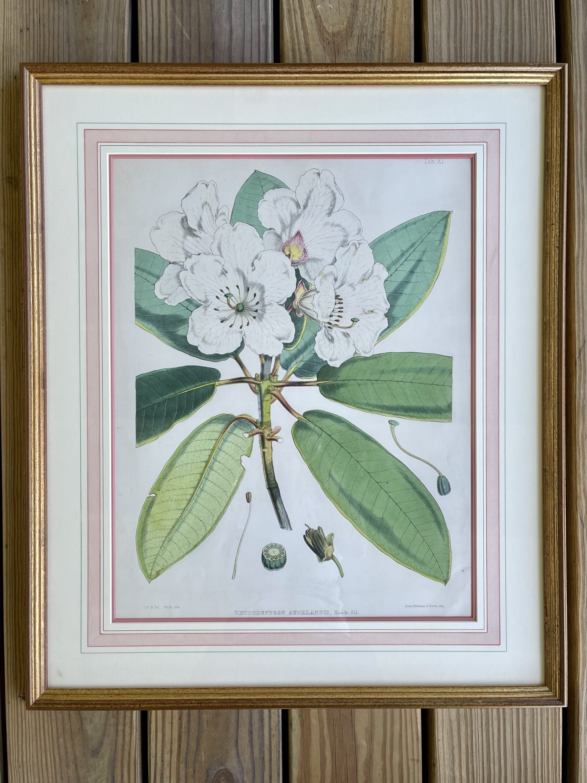LithographsFlowers3